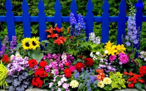 Multicolored-Summer-Flowers